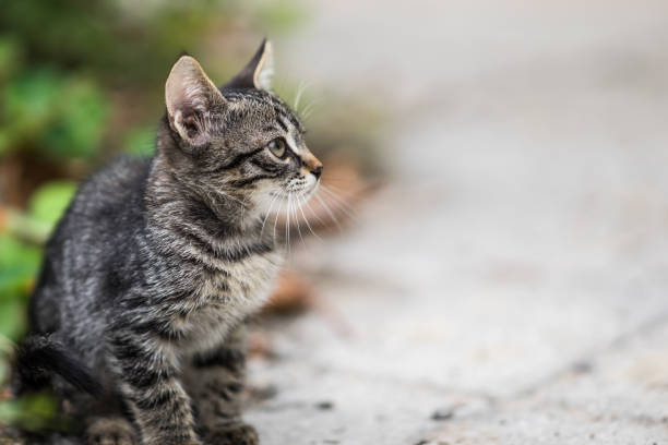 istock Gray striped kitten sitting in the park. 1154725971