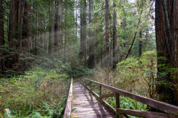 promenada w lesie - tree growth sequoia rainforest zdjęcia i obrazy z banku zdjęć