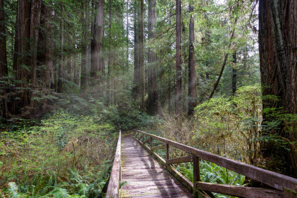 boardwalk in woodland - tree growth sequoia rainforest imagens e fotografias de stock