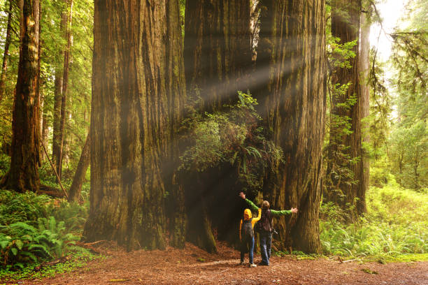 hikers admiring redwood trees, redwood national park, california - tree area footpath hiking woods imagens e fotografias de stock