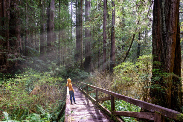 女性ハイカーは、レッドウッド国立公園カリフォルニアを探ります - forest tree woods redwood national park ストックフォトと画像