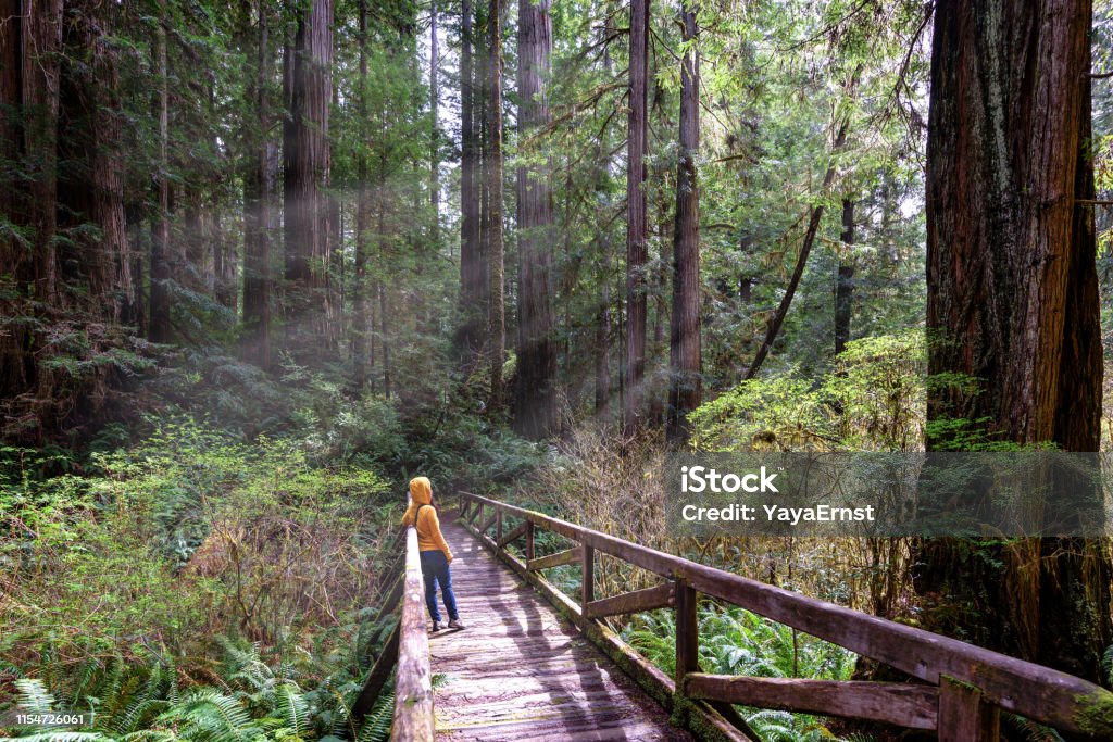 Woman hiker explores  Redwood National Park California Redwood Forest Stock Photo