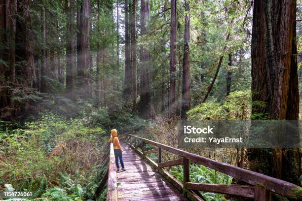 Woman Hiker Explores Redwood National Park California Stock Photo - Download Image Now