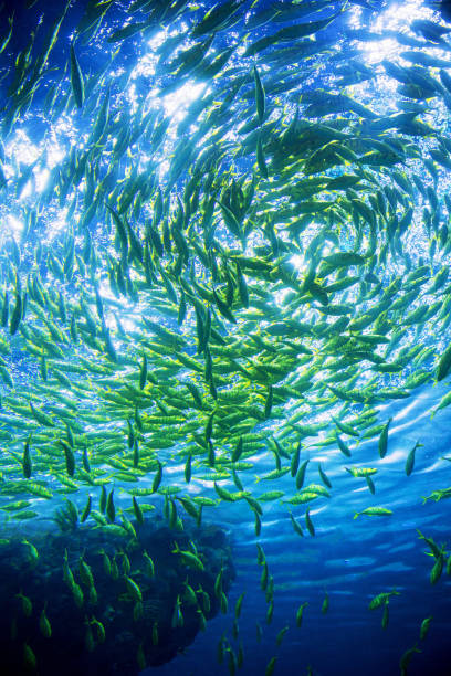 Underwater Scene With Reef And Tropical Fish Underwater Scene With Reef And Tropical Fish great barrier reef coral stock pictures, royalty-free photos & images