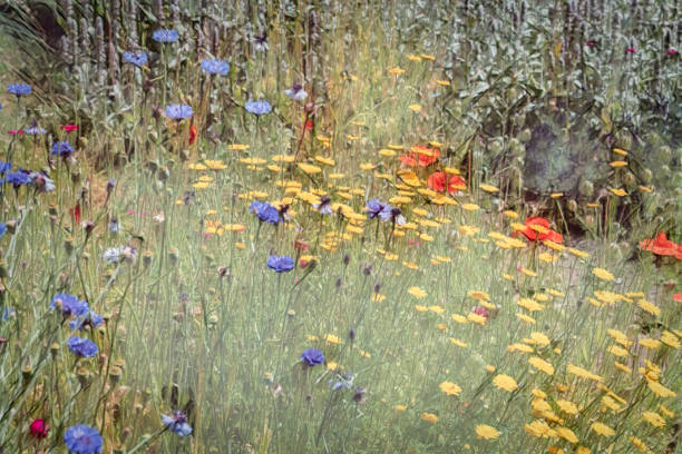 mixed group of english wildflowers - oriental poppy fotos imagens e fotografias de stock