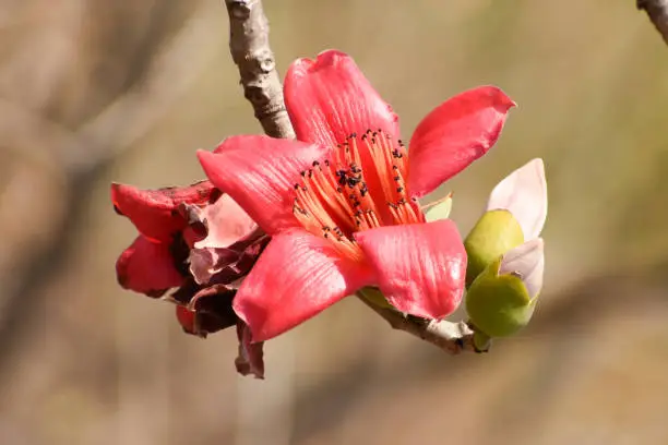 Shalmali or Semal or Bombax ceiba flower, close up image