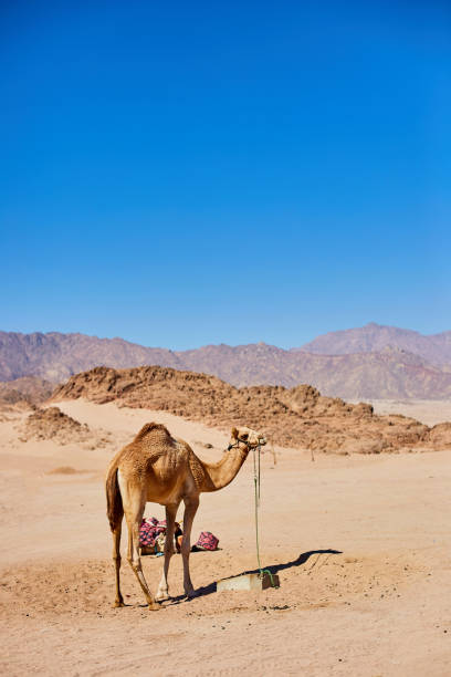 un chameau rester sur un terrain désertique avec le ciel bleu sur le fond. - thar desert photos et images de collection