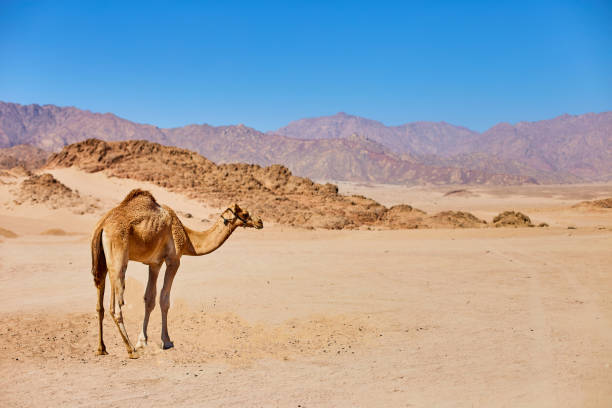 ein kamel bleibt auf einem wüstenland mit blauem himmel im hintergrund. - liwa desert stock-fotos und bilder