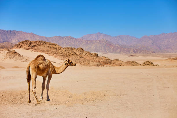 one camel stay on a desert land with blue sky on the background. - liwa desert imagens e fotografias de stock