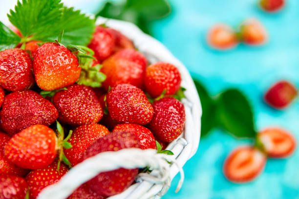 Ripe fresh strawberries in the hands of the farmer and in a wicker white basket after harvesting sweet red berries.