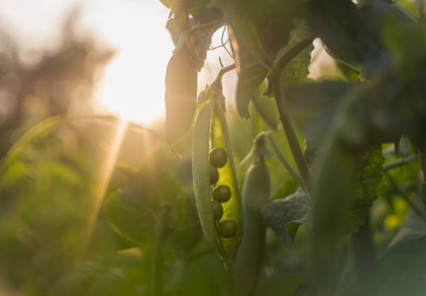Sunny morning country garden. Fresh green pea pods in the morning sun. Healthy Organic Food