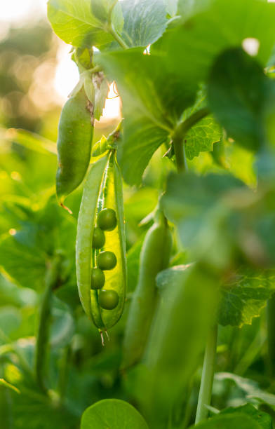 istock Fresh green pea pods and sunny spring garden 1154730171