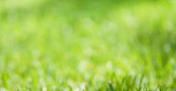 istock Green blurred grass background and sunlight. Banner for design. 1154731743