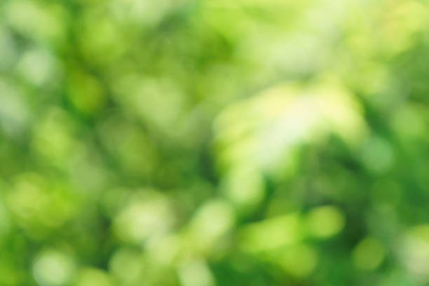 istock Green bokeh abstract background. Blurry foliage in a park. 1154732217