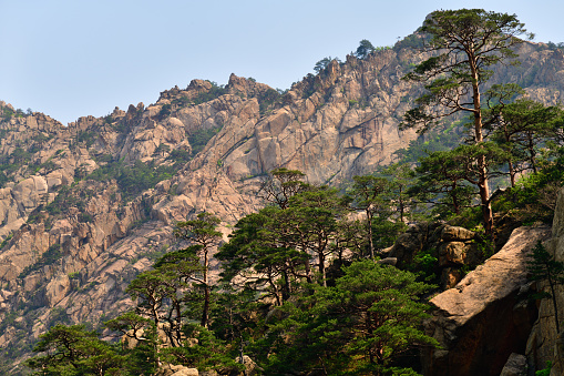 Diamond mountains. DPRK. Mt.Kumgang trekking route. Red korean pine on the rocks