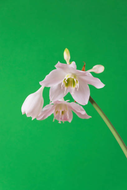 istock white flowers of homegrown eucharis amazonica (amazon lily) on light green background 1154733668