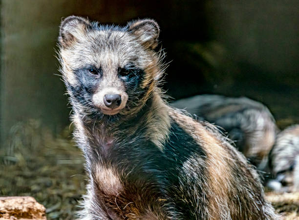 Raccoon dog litter, UK