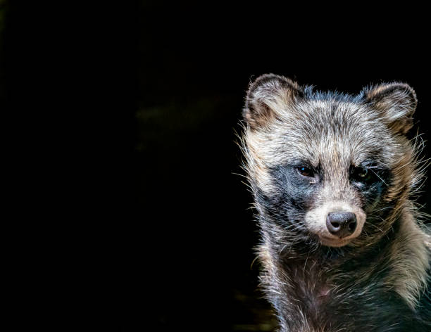 помет енотовидной собаки, великобритания - raccoon dog стоковые фото и изображения
