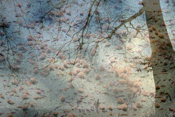 istock Double exposure image with frozen ice, duck weed. 1154735440