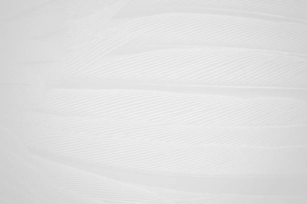 istock Beautiful white gray colors tone feather texture background 1154735560