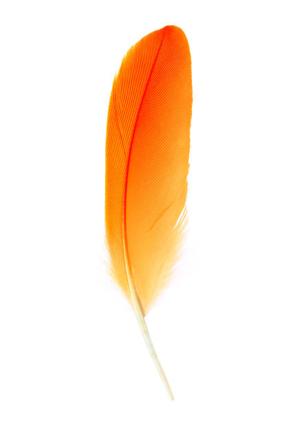 belle orange-rouge d’isolement sur le fond blanc - plume photos et images de collection