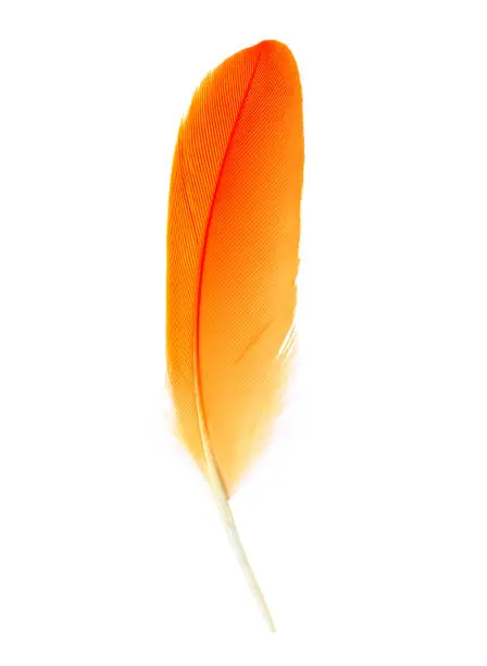 Photo of Beautiful orange-red isolated on white background
