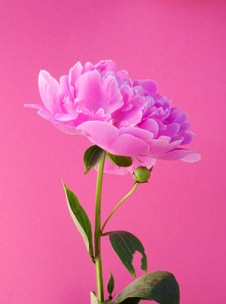 istock Isolated pink  Peony, Paeonia, on a pink  background 1154738561