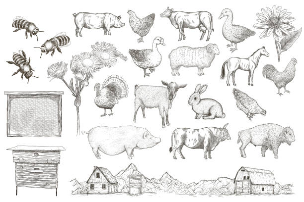 ilustrações, clipart, desenhos animados e ícones de coleção de animais de exploração agrícola em um fundo de papel - chicken fish beef pig