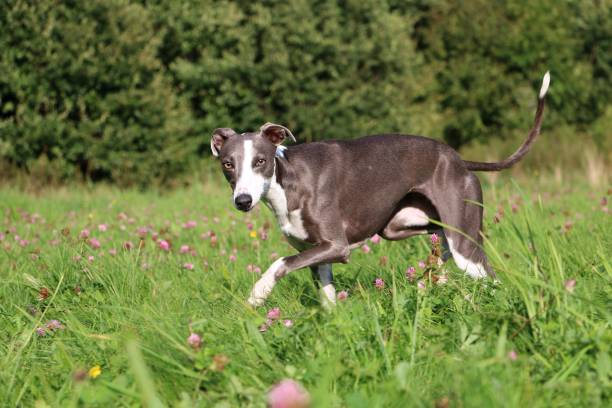 istock beautful whippet is walking in a clover field 1154740782