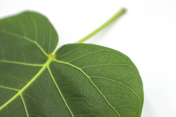 istock Green Pho leaves on a white background 1154740989