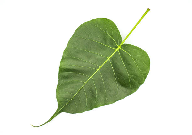 istock Green Pho leaves on a white background 1154741302