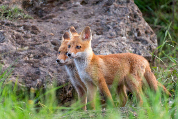 istock Two young red Foxes stands in the grass near his hole 1154742007