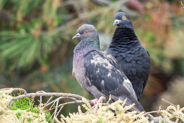 istock Dove. Two pigeons sitting on a coniferous branch 1154742008