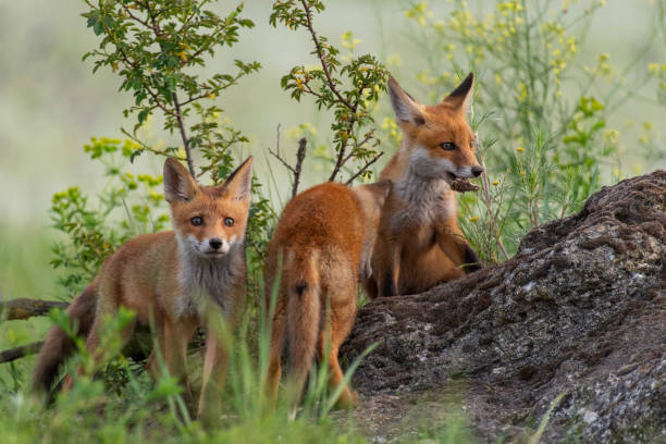 istock Three Young red Foxes stands on a rock in the grass 1154742035