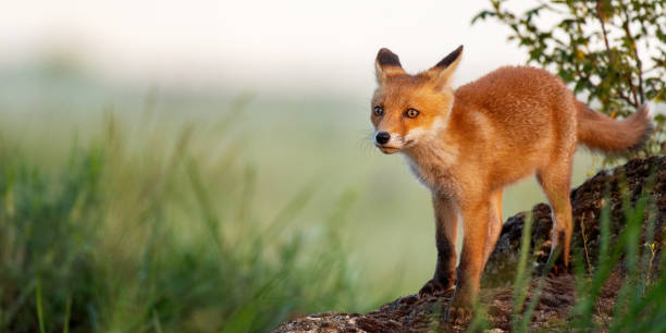 istock Young red Fox stands on a rock in the grass 1154742068