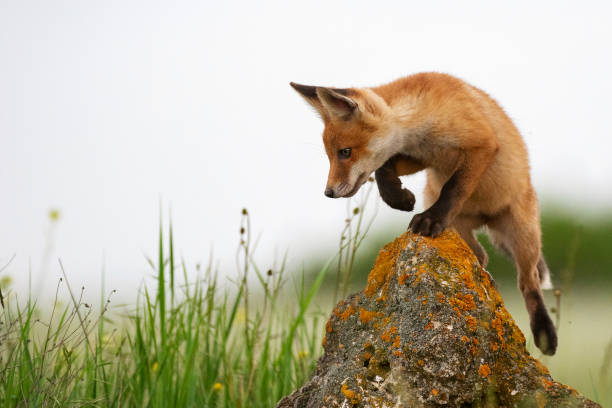 Baby Fox. Young red Fox on the stone near his hole
