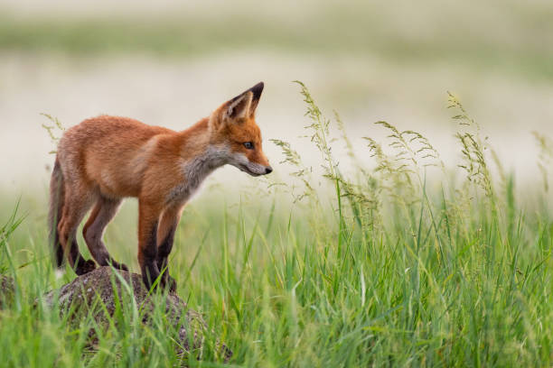 istock Young red Fox stands on a rock in the grass 1154742111