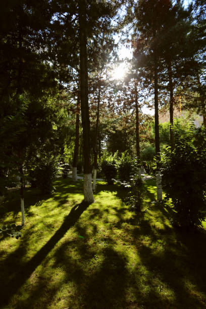 istock Beautiful city park at sunset 1154744571