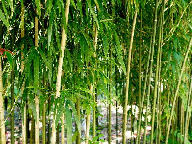 bamboo grove - tree bamboo tall japanese culture fotografías e imágenes de stock