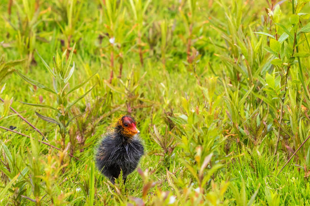 istock Ugly little coot chick in spring 1154745236