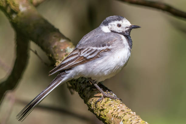 istock Portrait of a White wagtail on a branch 1154745292