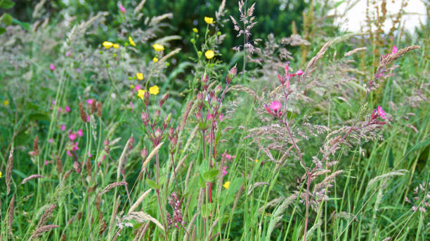 istock Wild flowers, grasses natural hedgerow 1154745339