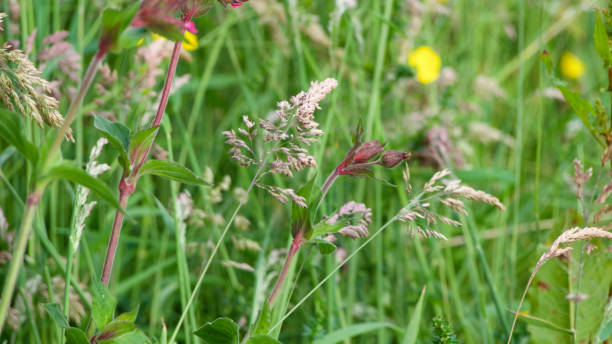 istock Wild flowers, grasses natural hedgerow 1154745360