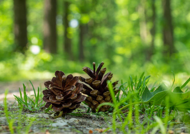pine cone on the forest floor pine cone on the forest floor forest floor stock pictures, royalty-free photos & images