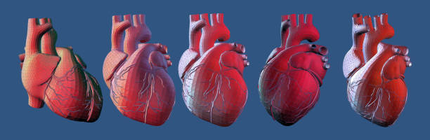 ilustrações, clipart, desenhos animados e ícones de wireframe humano do coração na vária ilustração do ponto de vista - human heart human cardiovascular system people human vein