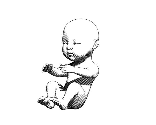 ilustrações de stock, clip art, desenhos animados e ícones de human infant baby drawing illustration on white bg - placenta baby childbirth newborn