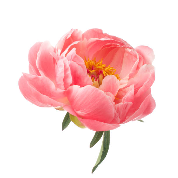 istock beautiful pink peony flower isolated on white background 1154751486