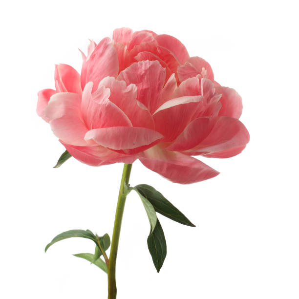 istock beautiful pink peony flower isolated on white background 1154751753