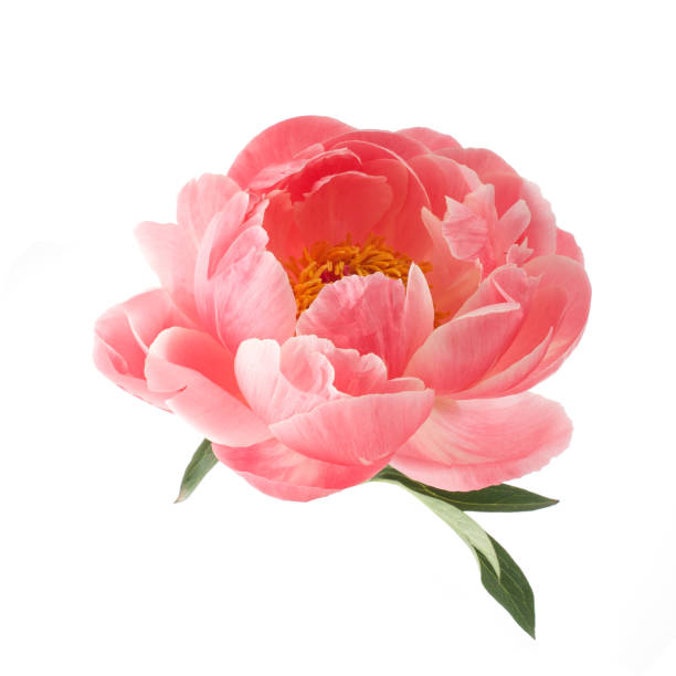 istock beautiful pink peony flower isolated on white background 1154751879