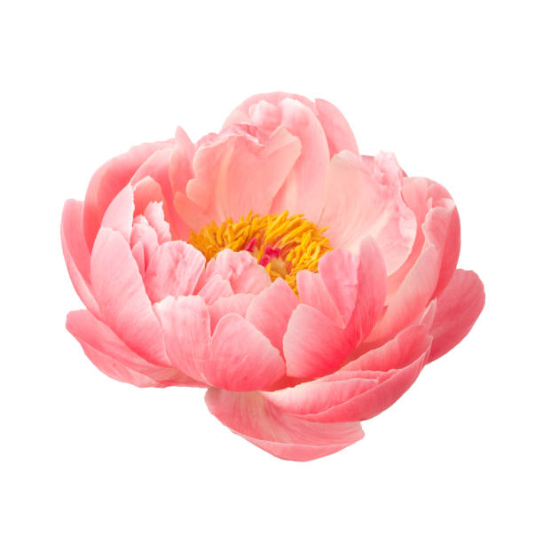 istock beautiful pink peony flower isolated on white background 1154752061